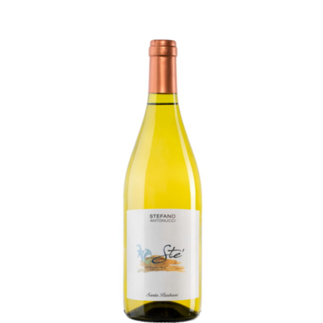 Stè Verdicchio